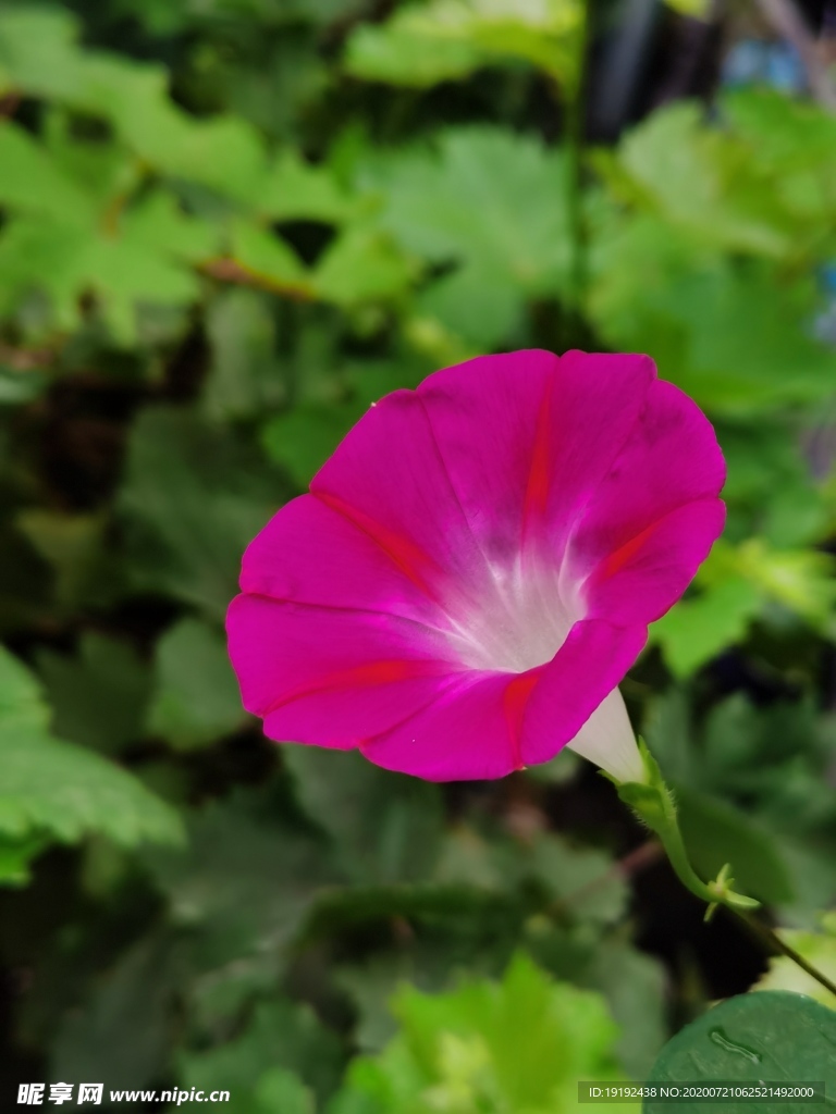 牵牛花