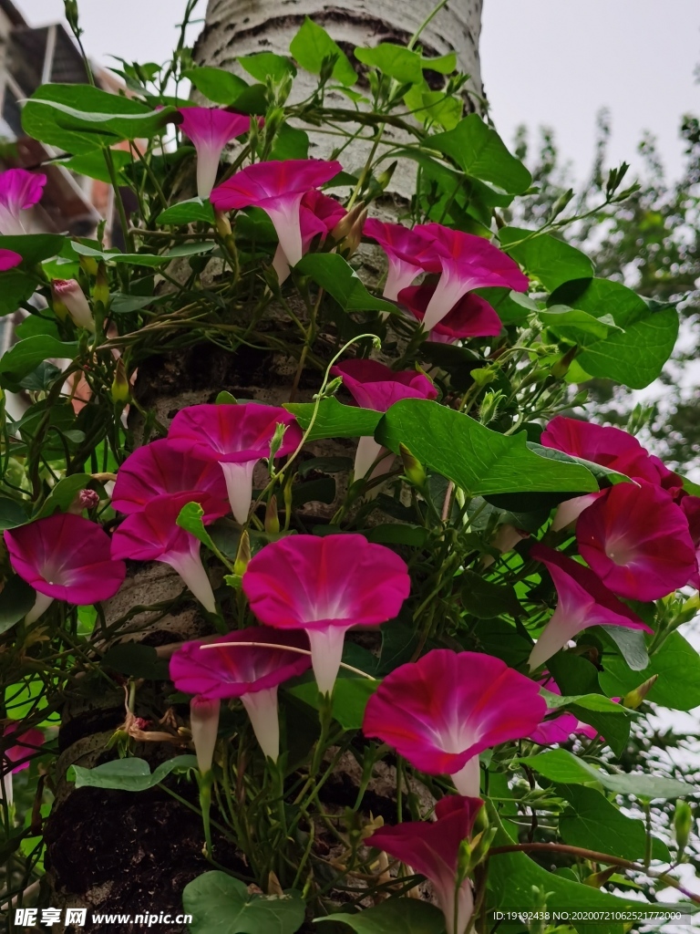 牵牛花