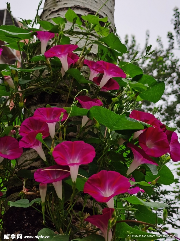 牵牛花