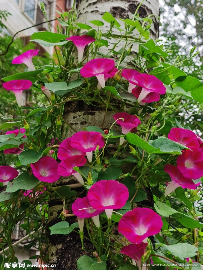 牵牛花