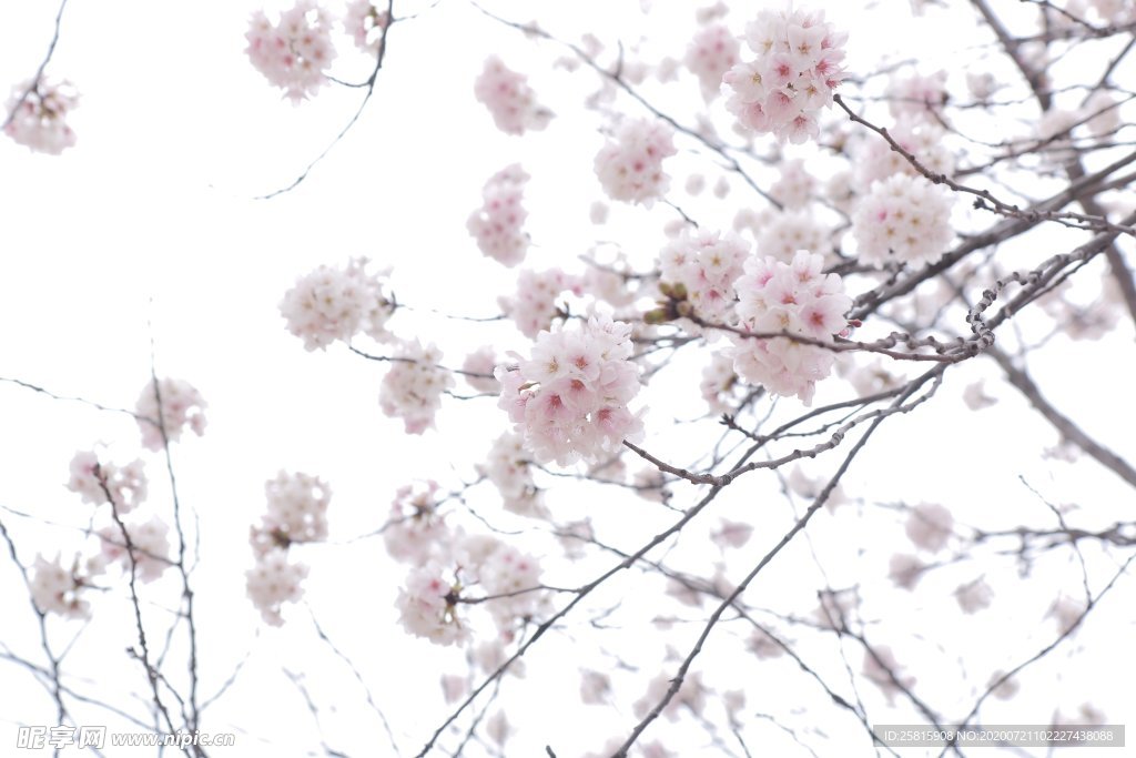 樱花