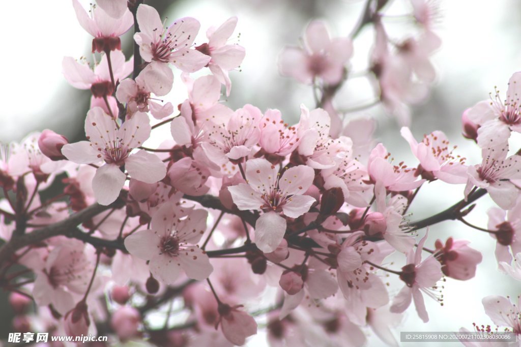 樱花