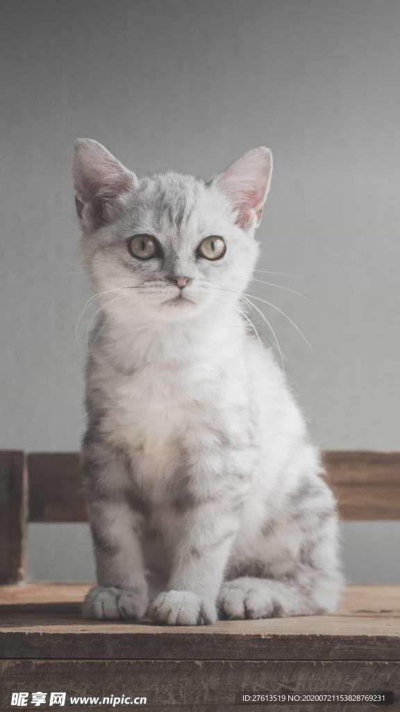 安静的猫咪图片