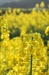 油菜花