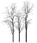 冬树 枯树 造型树 干树 树