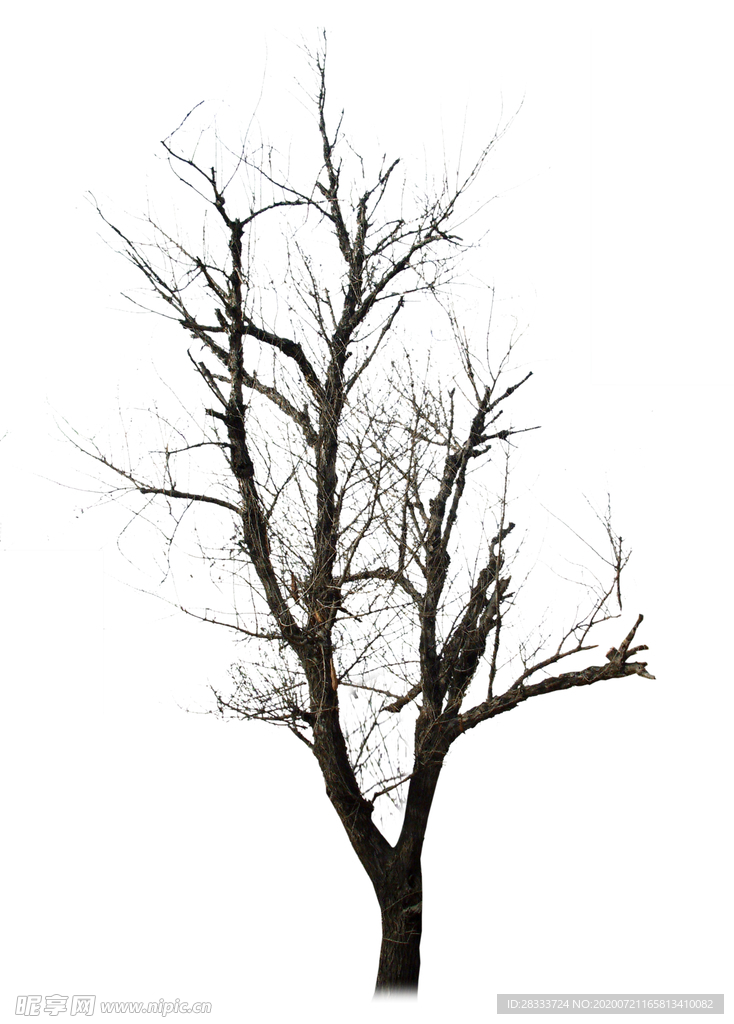 冬树 枯树 造型树 干树 树