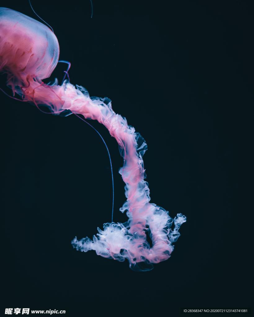 水母