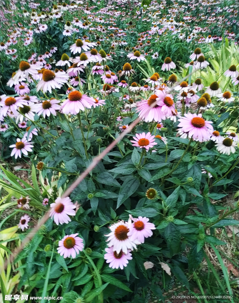 松果菊
