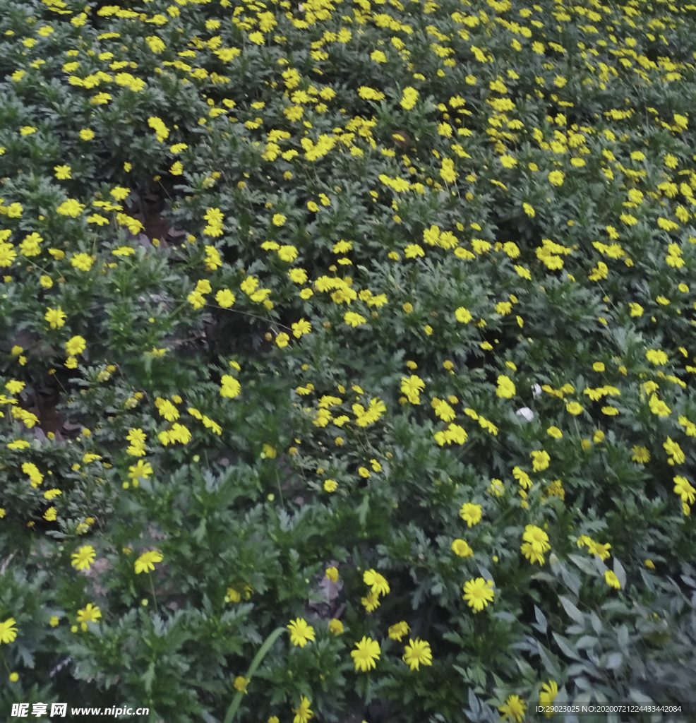 雏菊
