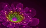 紫色花芯