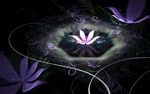 夜空最亮的花