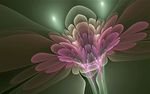 天使花芯