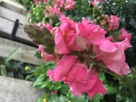 金鱼草