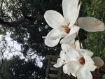 白玉兰