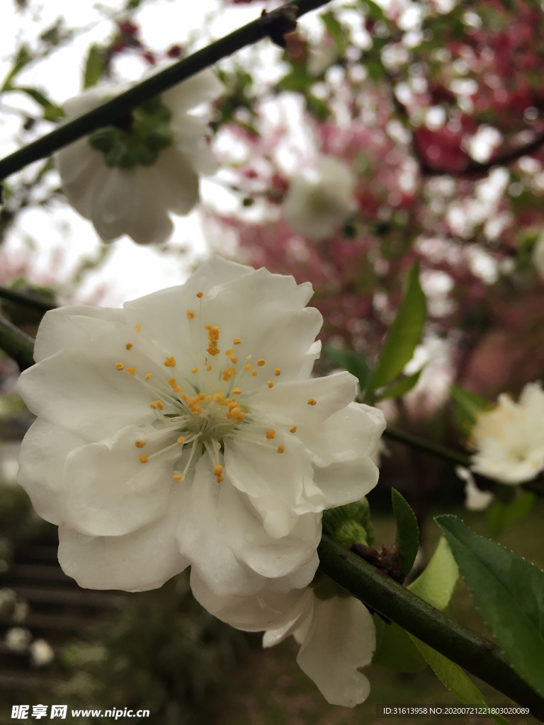 桃花
