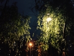 柳树
