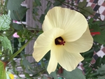 秋葵花