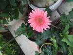 非洲菊