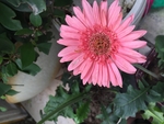 粉色非洲菊