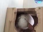 龙猫