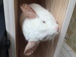 龙猫