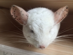 龙猫