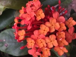 龙船花