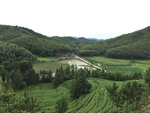 乡村景色