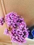 缬草花