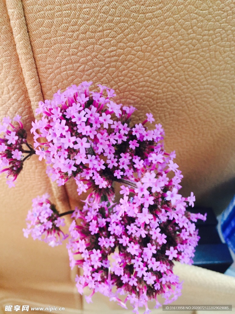 缬草花