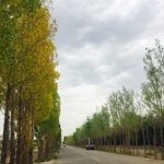 杨树