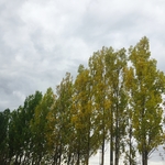 杨树