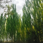杨树林
