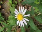 田边菊