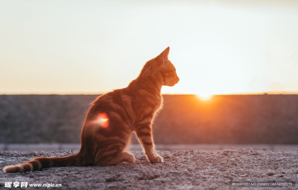 猫