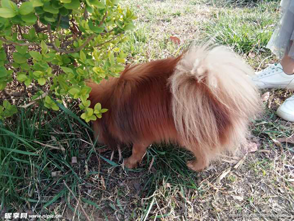 狗