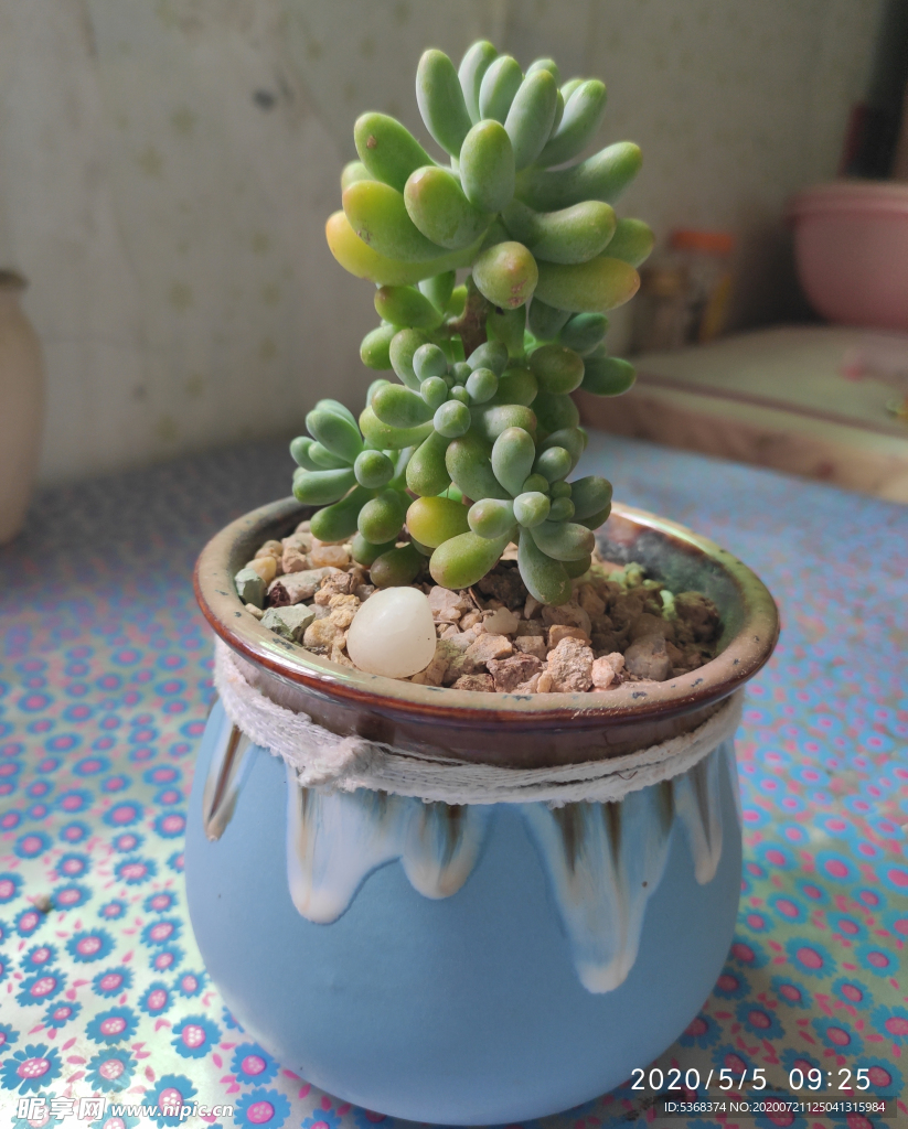 乙女心 多肉 盆景 花卉