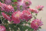菊