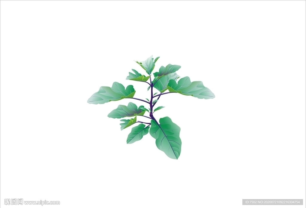 茄子秧