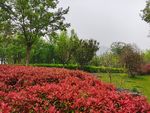雨后公园