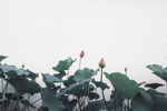荷花池