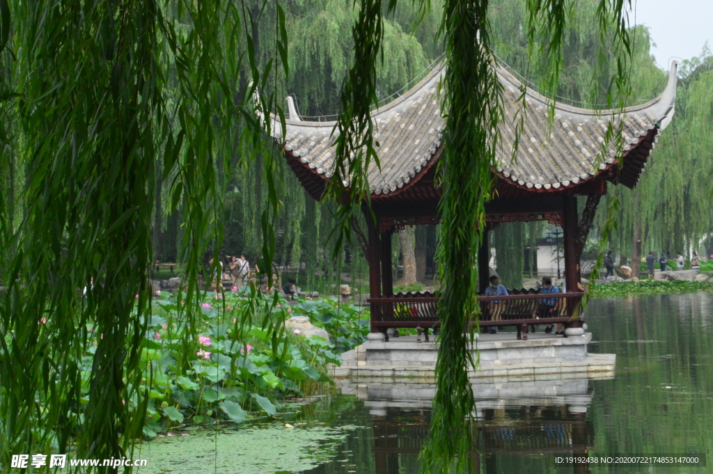 荷塘风景