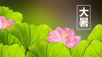 原创大暑荷花