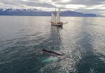 帆船-在海上漂浮-近座头鲸