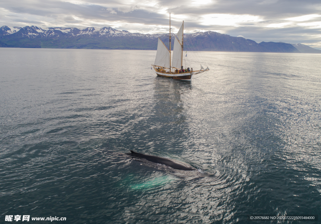 帆船-在海上漂浮-近座头鲸