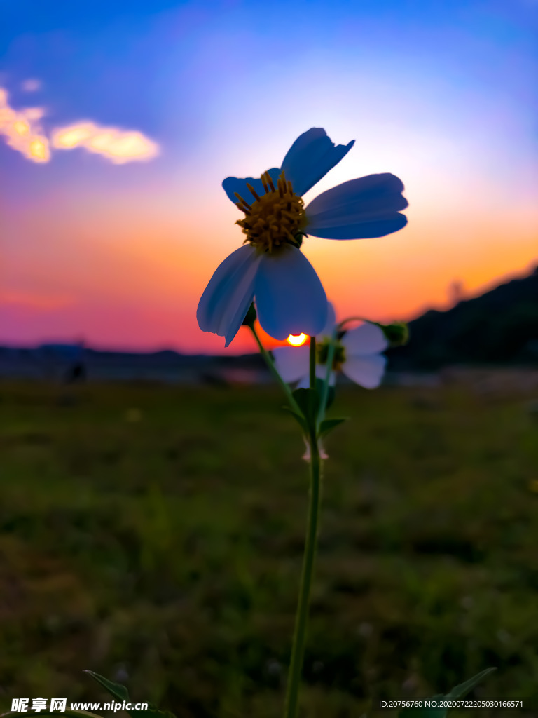 夕阳余晖 花