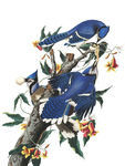 鸟