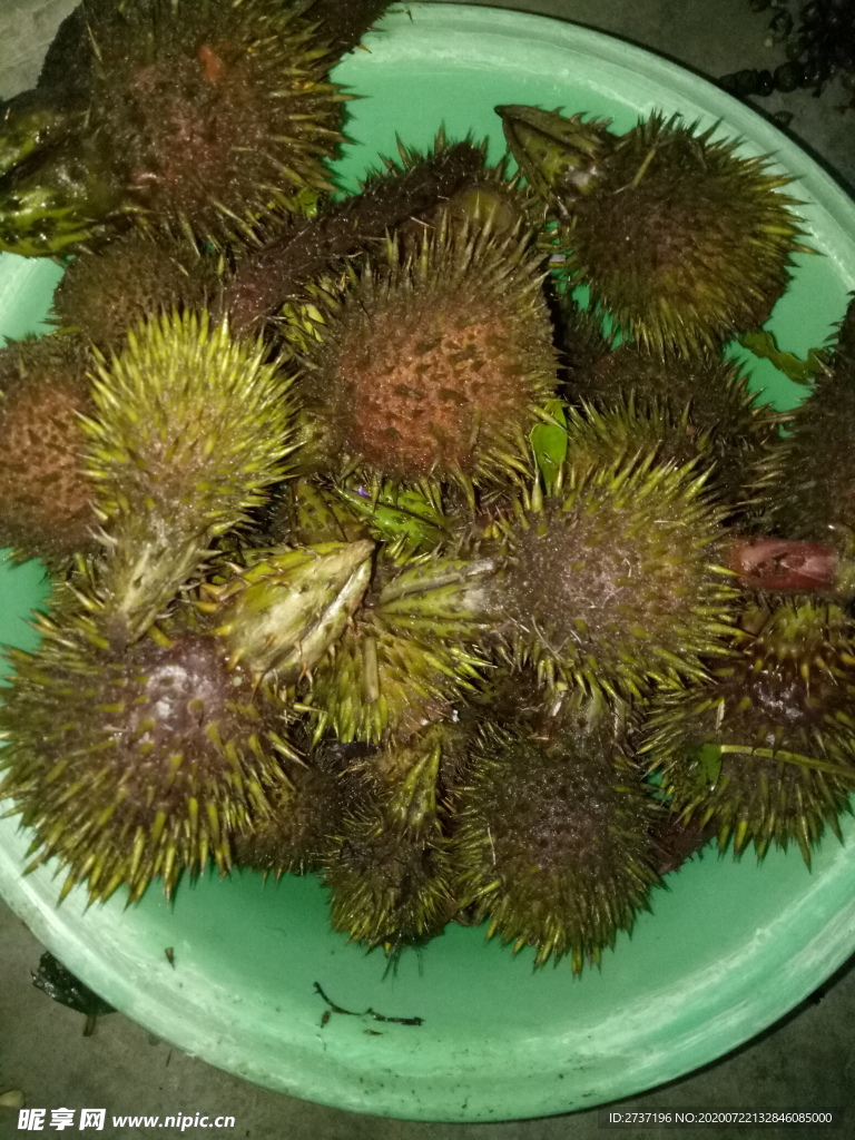绿植