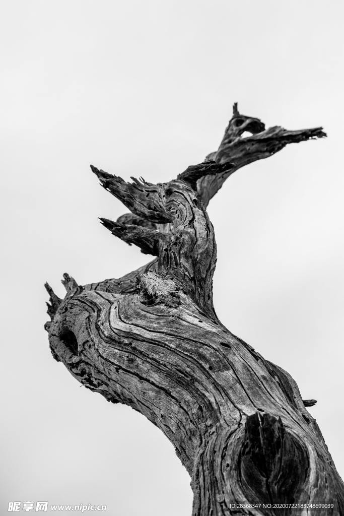 树桩