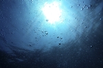 海水
